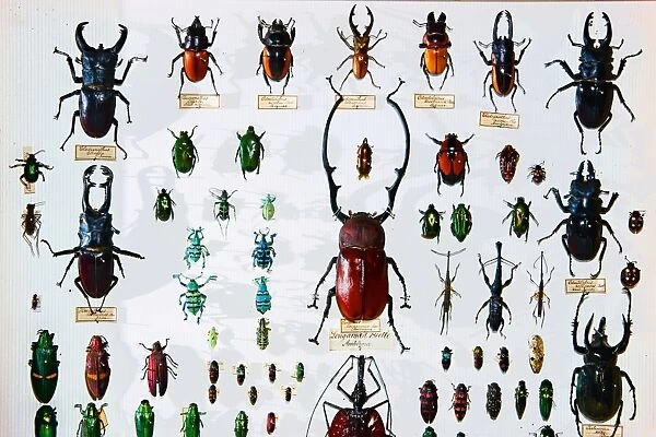 Beetle specimens from the Wallace collection