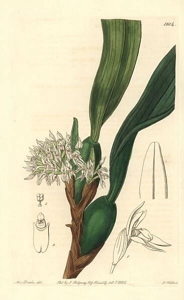 Camaridium densum orchid