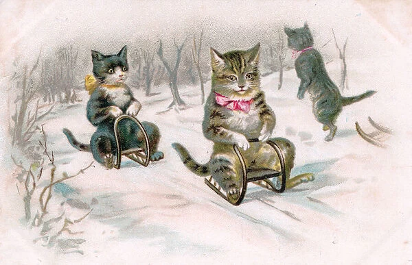 Cats on sleds in the snow on a Christmas postcard