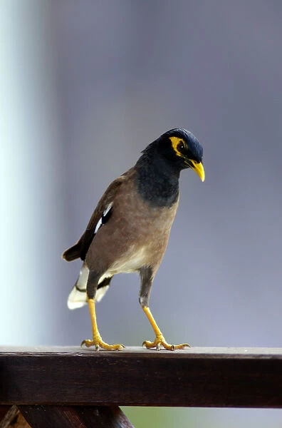 Common Myna - this curious bird boldly steals visitors