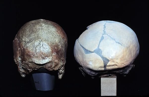 Cro-magnon and Neanderthal skull comparison