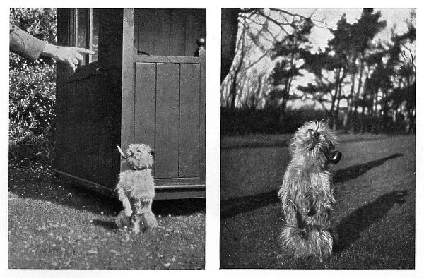 Crump the griffon terrier, smoking a pipe and a cigarette