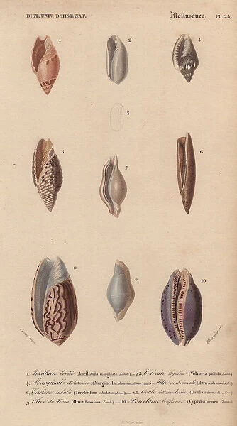 Decorative arrangement of colorful shells including