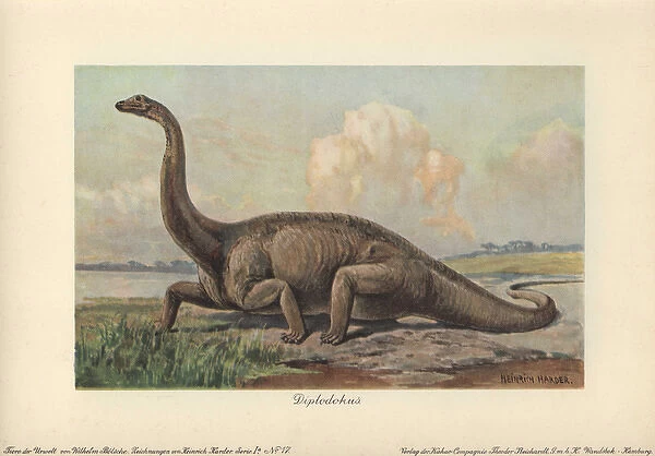 Diplodocus is a genus of extinct diplodocid