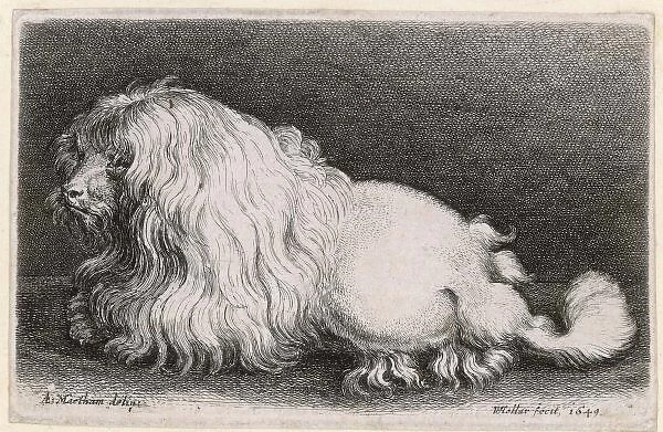 Very Early Dog in 1649