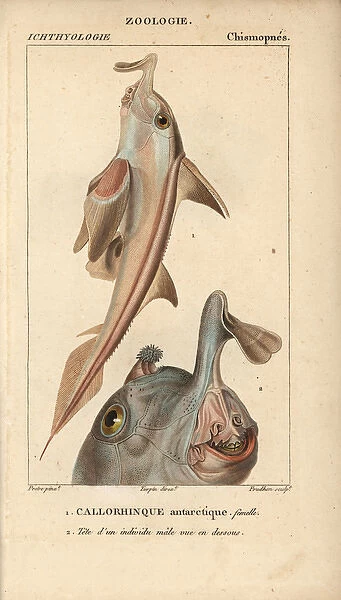 Elephant fish, Callorhinchus callorynchus