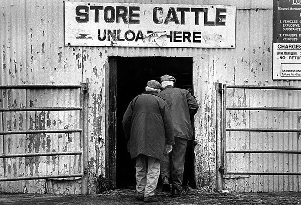 Two farmers enter store cattle shed - Bakewell Cattle Market