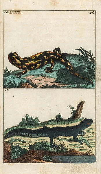 Fire salamander and common newt