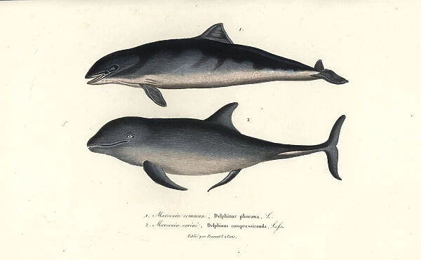 Harbour porpoise and common bottlenose dolphin