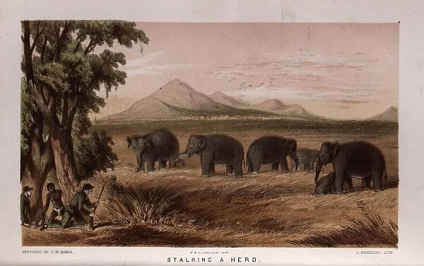 Hunters stalking herd of elephants, Sri Lanka