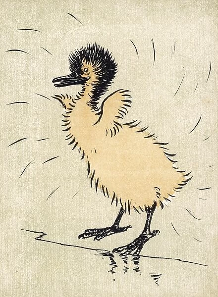 Ibis Chick Aldin 1907