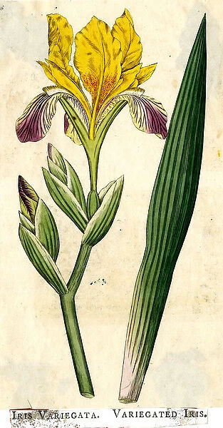Iris Variegata, Variegated Iris