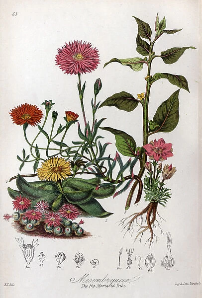 Mesembryaceae - Fig Marigold