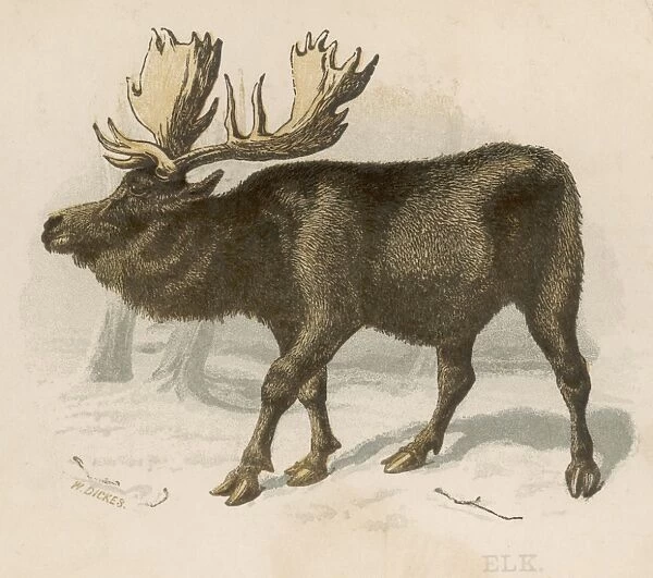 Moose(Elk)  /  Scrap  /  Brittan