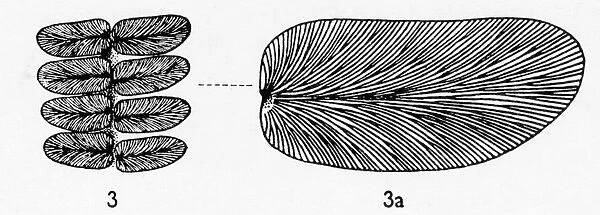 Neuropteris gigantea (Sternberg), Pteridosperm
