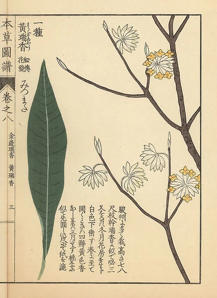Oriental paperbush or mitsumata, Edgeworthia chrysantha