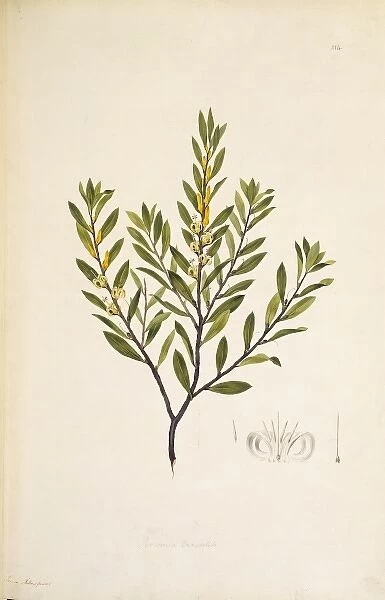 Persoonia lanceolata, lance leaf geebung