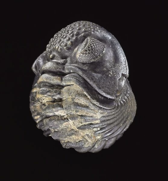 Phacops rana africanus, trilobite