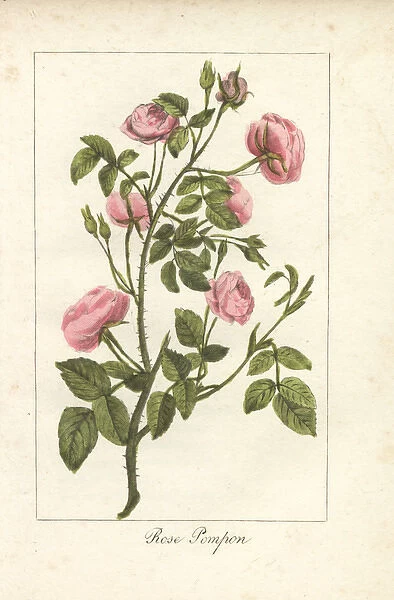 Pink button rose, rose pompon, Rosa pomponia