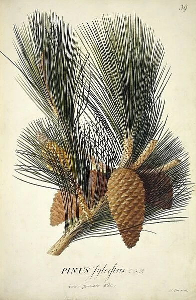 Pinus pinaster Aiton, cluster pine