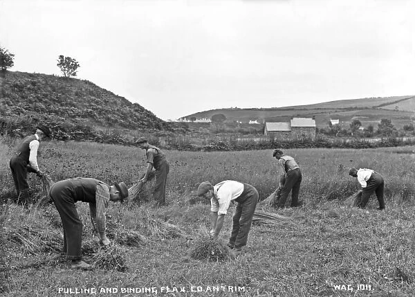 Pulling and Binding Flax, Co. Antrim