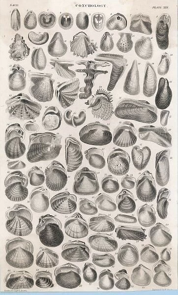 Shells and Bivalves
