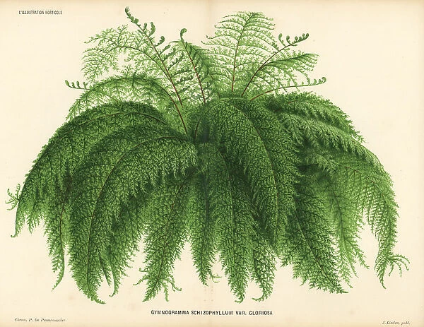 Silverback fern, Pityrogramma schizophylla