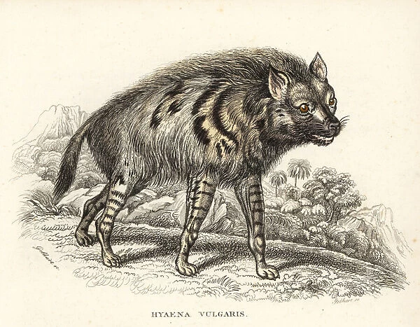 Striped hyena, Hyaena hyaena