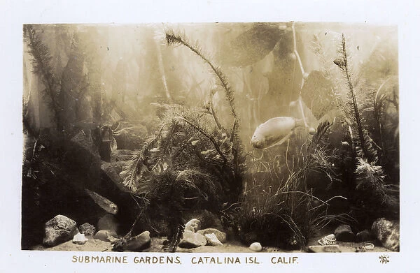 Submarine Gardens, Santa Catalina Island, California, USA