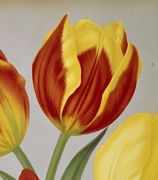 Tulipa keizerskroon, single early tulip