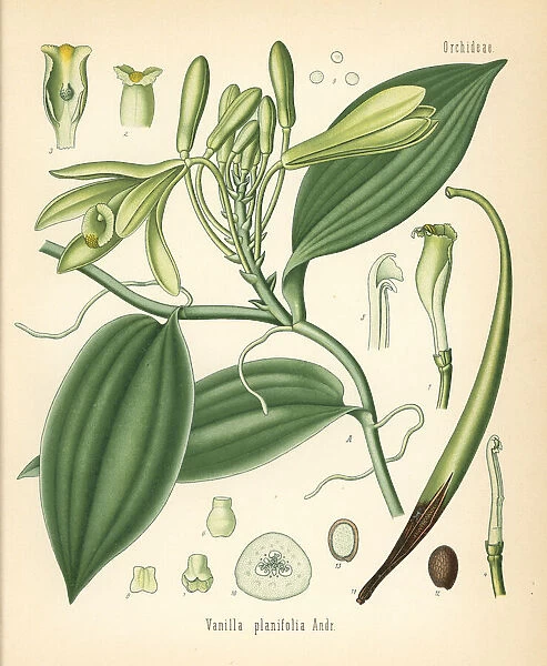 Vanilla orchid, Vanilla planifolia