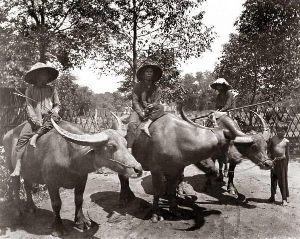 Water buffalo, Indo-China, Vietnam, circa 1890