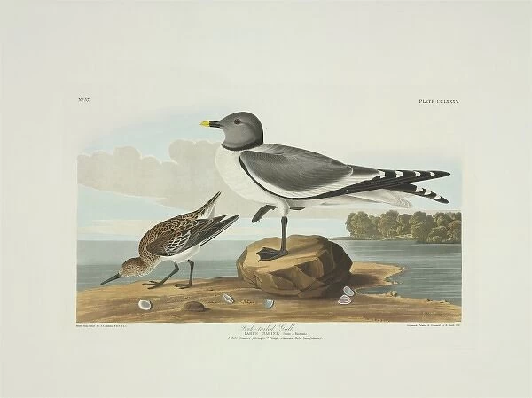 Xema sabini, Sabines gull, Calidris alba, sanderling
