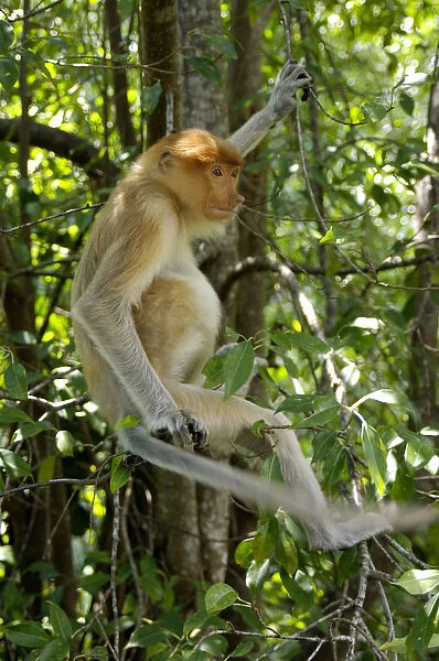 Young female Proboscis monkey (called Adi by sanctuary