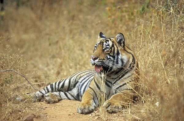 Bengal  /  Indian Tiger - male. Ranthambhor National Park - India