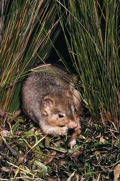 Burrowing Bettong  /  Boodie  /  Lesueur's Rat Kangaroo - Barrow Island, Western Australia JPF05641
