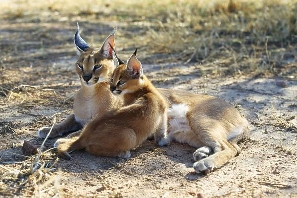 Caracal  /  African Lynx  /  Persian Lynx - female & young Namibia, Africa