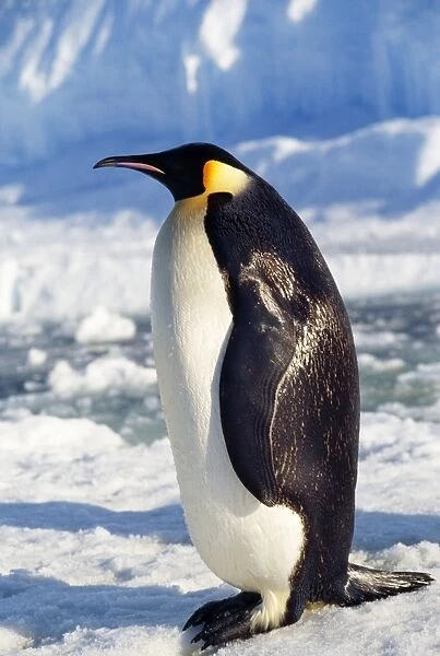 Emperor Penguin Antarctic