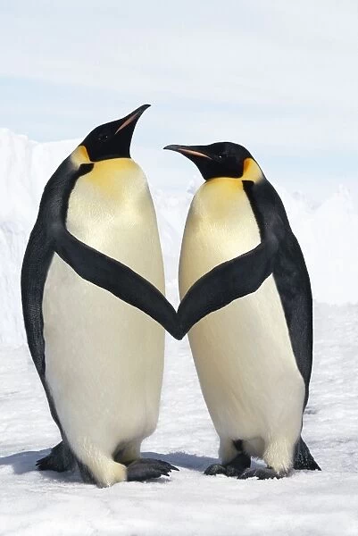 Emperor Penguin - pair holding hands  /  wings Digital Manipulation: cleaned up background - lightened blue sky - moved wings