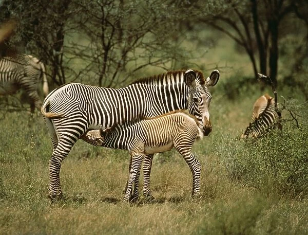 Grevy's Zebra ED 274 Samburu, Kenya Africa. Equus grevyi © Eric Dragesco  /  ARDEA LONDON