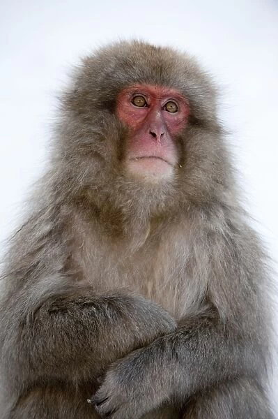 Japanese Macaque - portrait with folded arms - Jigokudani Park - Japan