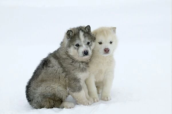 Siberian  /  Arctic HUSKIES - two puppies in snow. Churchill. Manitoba. Canada