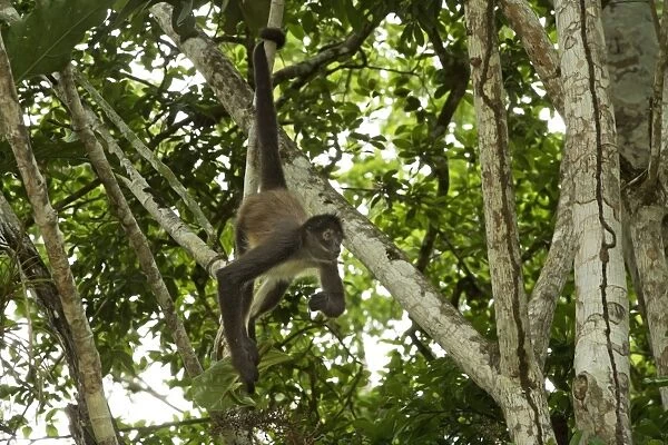 Spider Monkey - hanging by tail. Rainforest - Guatemala