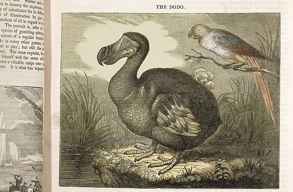 1833 Fat Dodo from the Penny Magazine