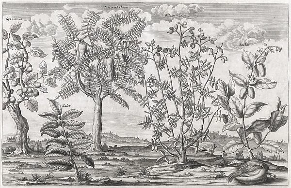 African plants, 17th century C013  /  7754