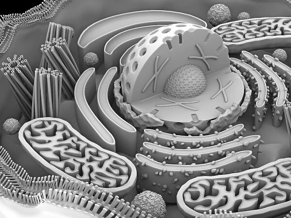 Animal cell organelles, artwork C015  /  6777