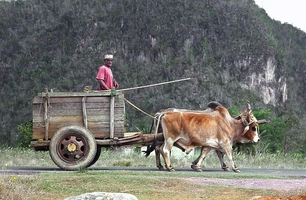 Bullock cart, Cuba C014  /  1491