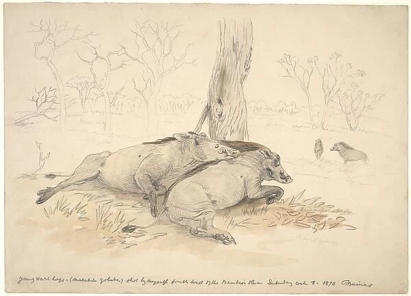 Dead common warthogs, artwork C016  /  5583