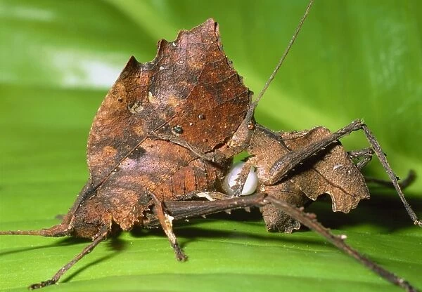 Dead-leaf bush crickets mating