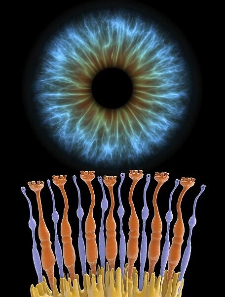 Eye retina and iris C017  /  7789